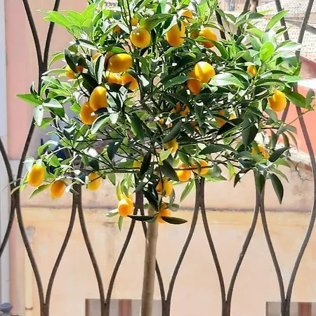 Il Mosaico
